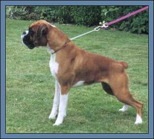 Alice Anne - non bobtail